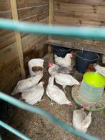 Witte Legkippen te koop, Animaux & Accessoires, Volatiles, Femelle, Poule ou poulet
