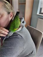 Tamme bonte boer. (senegalpapegaai), Dieren en Toebehoren, Geslacht onbekend, Papegaai, Pratend