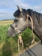 C Pony te koop, Dieren en Toebehoren, Pony's, Ruin