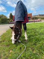 DRINGEND! Hengstenveulen, Dieren en Toebehoren, Pony's, Gechipt, Springpony, 0 tot 2 jaar, Hengst