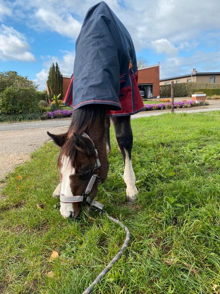 DRINGEND! Hengstenveulen, Dieren en Toebehoren, Pony's, Hengst, Onbeleerd, D pony (1.37m tot 1.48m), Springpony, 0 tot 2 jaar