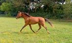New Forest ruin, grote D pony, Dieren en Toebehoren, Pony's, Gechipt, Ruin, 0 tot 2 jaar, Onbeleerd