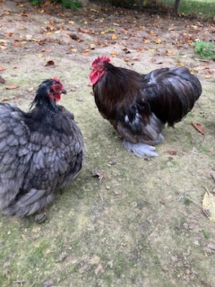 cochin krielen, Dieren en Toebehoren, Pluimvee, Kip, Meerdere dieren
