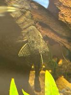Borstelneus pleco, Dieren en Toebehoren, Vissen | Aquariumvissen, Vis, Zoetwatervis