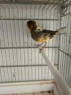 2 female kanarie, Dieren en Toebehoren, Vogels | Kanaries