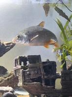 Blankvoorn  aquarium/vijver, Dieren en Toebehoren, Vissen | Vijvervissen, Overige soorten