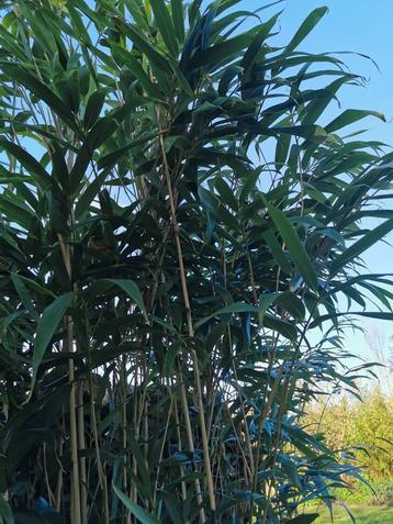 Bambou à grandes feuilles (2 pieds) ombre 