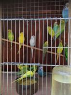 Laatste kans: JONGE GRASPARKIETJES VANAF 10 EURO/VOGEL, Dieren en Toebehoren, Meerdere dieren, Parkiet, Tam
