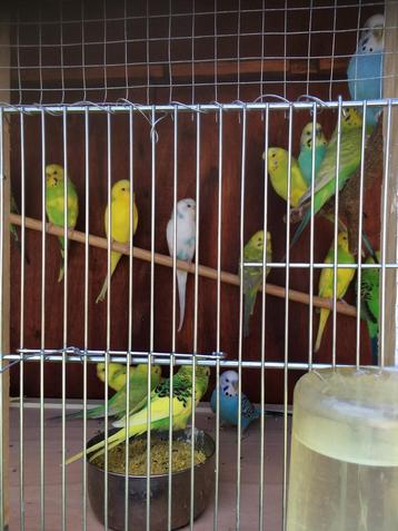 Laatste kans: JONGE GRASPARKIETJES VANAF 10 EURO/VOGEL beschikbaar voor biedingen