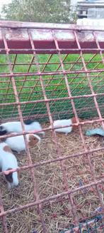 Mannelijke cavia, Cavia, Mannelijk, Tam, September