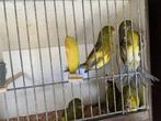 Kanaries, Animaux & Accessoires, Oiseaux | Canaris, Canari de couleur, Plusieurs animaux