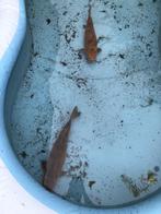 Prachtige koikarpers 50 cm., Karper of Koi