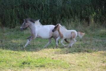 vosbont grote maat shetlandpony veulen beschikbaar voor biedingen