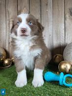 Australische herder pup / Aussie / Australian Shepherd pups, Dieren en Toebehoren, België, CDV (hondenziekte), 8 tot 15 weken