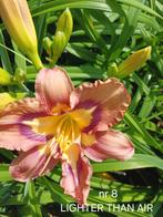 Hemerocallis nr 8   LIGHTER THAN AIR, Ophalen of Verzenden