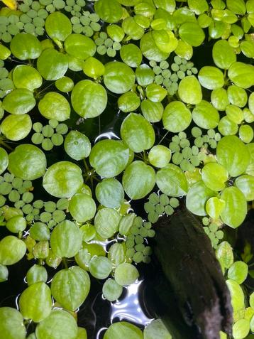 Drijfplanten salvinia minima en south american frogbit beschikbaar voor biedingen