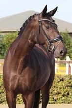 4 jarig dressuurpaard, Dieren en Toebehoren, Merrie, B, Gechipt, Dressuurpaard