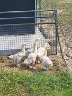Witte ganzen, Dieren en Toebehoren, Pluimvee, Geslacht onbekend, Gans of Zwaan