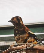 kastanjeruglijster man - Zoothera Dohertyi RUILEN of KOPEN, Dieren en Toebehoren, Mannelijk, Tropenvogel, Geringd