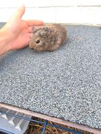 Jong cavia beertje., Dieren en Toebehoren, Cavia, Augustus, Mannelijk, Tam
