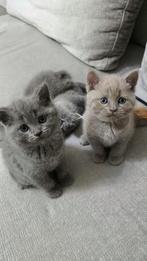 Brits grijs katje reu 3 maanden, Nieuw, Overige typen, Minder dan 1 meter, Ophalen