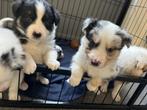 Knappe border collie pups, Dieren en Toebehoren, Honden | Herdershonden en Veedrijvers, België, CDV (hondenziekte), 8 tot 15 weken