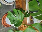 Monstera bonte albo-plant, Huis en Inrichting, Ophalen, 100 tot 150 cm, Halfschaduw, In pot