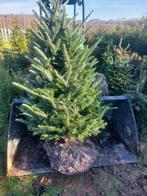 Kerstbomen (Nordman, blauwspar/fijnspar), Halfschaduw, Overige soorten, 100 tot 250 cm, Ophalen