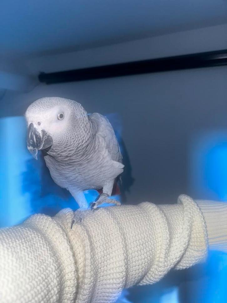 Gris du gabon, Animaux & Accessoires, Oiseaux | Perruches & Perroquets, Perroquet, Plusieurs animaux, Parleur