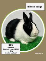 Voedster voor binnen ter adoptie vzw duts, Dieren en Toebehoren