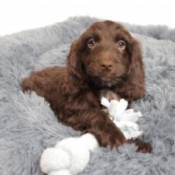 Cockapoo (Chocolat) pups te koop beschikbaar voor biedingen