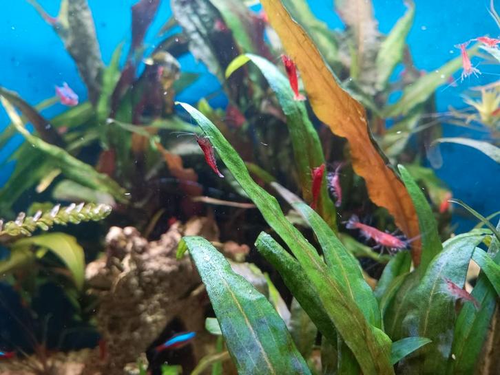 Rode neocaridina garnaaltjes, Dieren en Toebehoren, Vissen | Aquariumvissen
