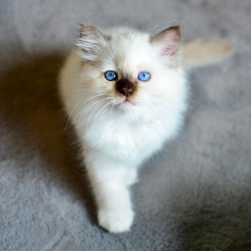 Heilige Birmaan Chocolat Point Raskat  met stamboom, Dieren en Toebehoren, Katten en Kittens | Raskatten | Langhaar, Met stamboom
