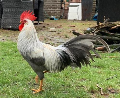 Prachtige foktoom zilverpatrijs Leghorn grote soort, Dieren en Toebehoren, Pluimvee, Kip, Meerdere dieren