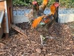 Trio luikse vechter, Dieren en Toebehoren