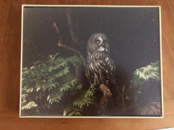 Lijst met foto uil : Laplanduil  beschikbaar voor biedingen