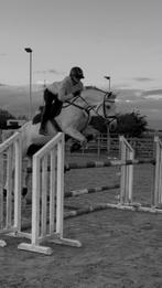 Springmerrie Vingino x dubai, Dieren en Toebehoren, Merrie, Springpaard, Gechipt, M