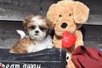 Shih Tzu pups, Dieren en Toebehoren, 15 weken tot 1 jaar, Overige rassen, Buitenland, Parvo