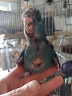 Super tamme kakariki's, Dieren en Toebehoren, Tam