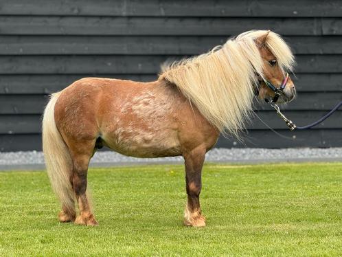 Uniek kleurige shetlander (dek)hengst, Dieren en Toebehoren, Paarden en Pony's | Dekhengsten en Fokmerries, Hengst