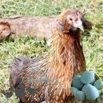 pondeurs bleu oeufs Araucana 0499/082381, Femelle, Poule ou poulet