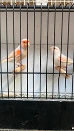 Rood mozaïek kanaries, Dieren en Toebehoren, Vogels | Kanaries, Meerdere dieren, Kleurkanarie