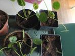 pannenkoekenplant stekjes, Huis en Inrichting, Kamerplanten, Overige soorten, Minder dan 100 cm, In pot, Volle zon
