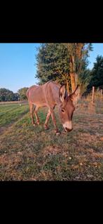 Ezel merrie, Dieren en Toebehoren, Merrie, Minder dan 160 cm, Gechipt, 11 jaar of ouder