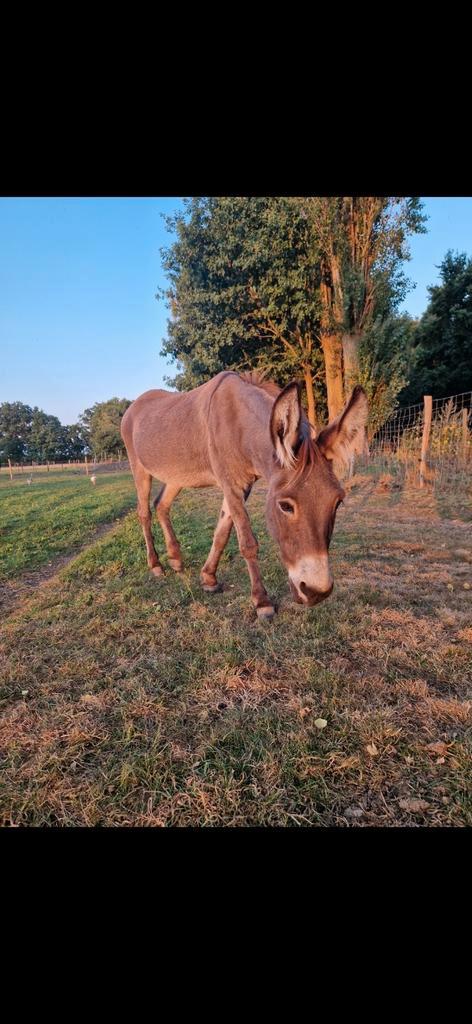 Ezel merrie, Dieren en Toebehoren, Paarden, Merrie, Minder dan 160 cm, 11 jaar of ouder, Gechipt, Ontwormd, Ingeënt