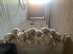 Golden Retriever Puppies, CDV (hondenziekte), Meerdere, Golden retriever, Teef