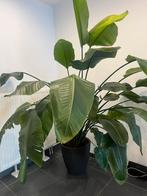 Strelitzia (Paradijsvogelplant), Huis en Inrichting, Kamerplanten, Ophalen, In pot, 150 tot 200 cm