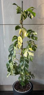 Rhaphidophora Tetrasperma variegata, Huis en Inrichting, Kamerplanten, Ophalen of Verzenden