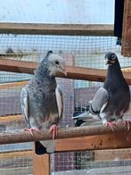 Iraanse duiven, Dieren en Toebehoren, Vogels | Duiven