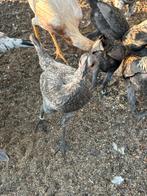 Modern engelse vechtkriel, Dieren en Toebehoren, Pluimvee